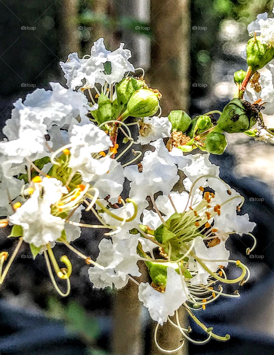 Flowering honeysuckle branch