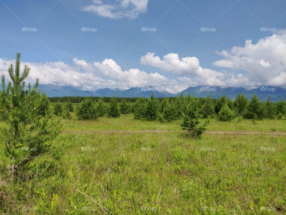 Clouds and little pines