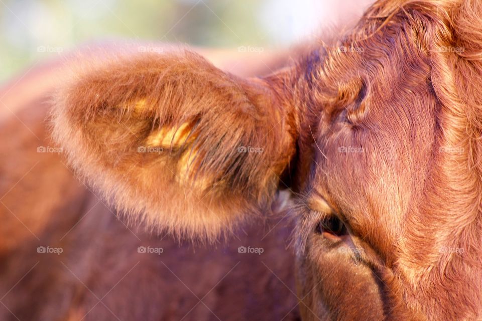 Closeup of a red steer’s face on a sunny day
