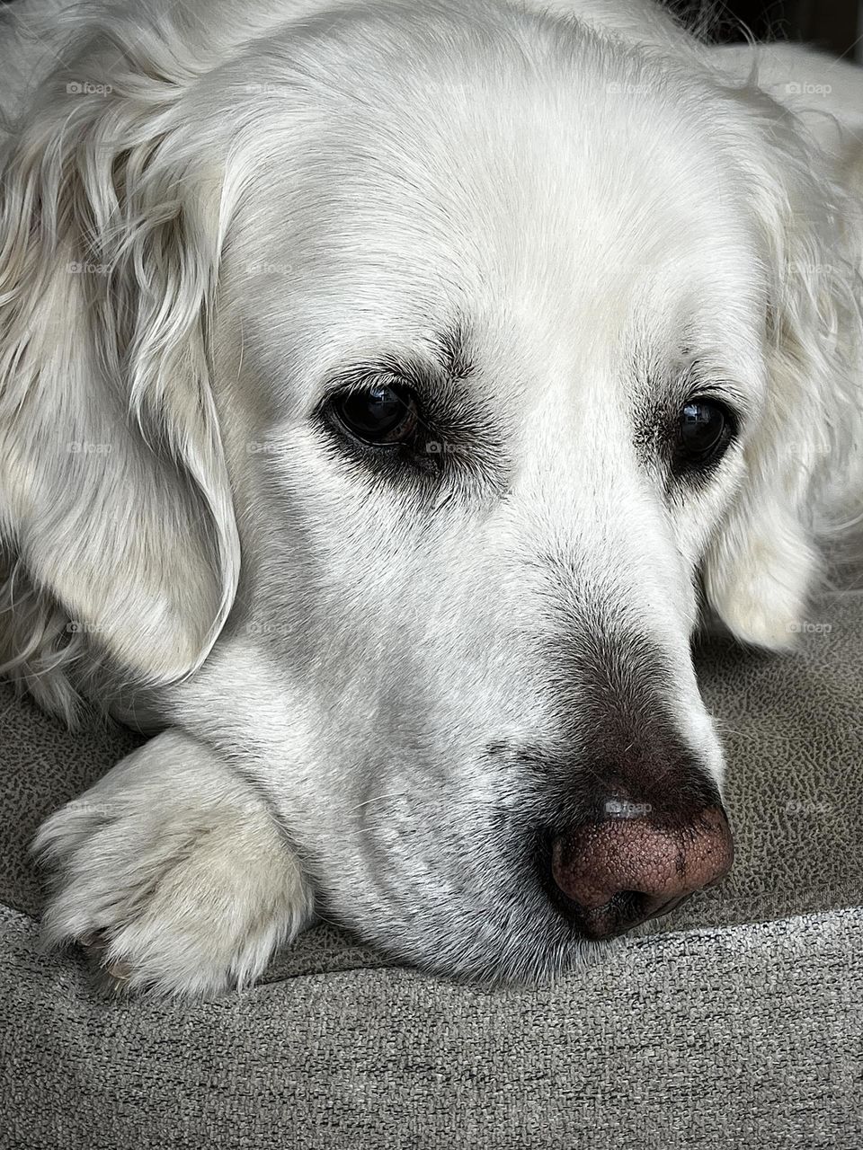 White Dog Relaxing Face