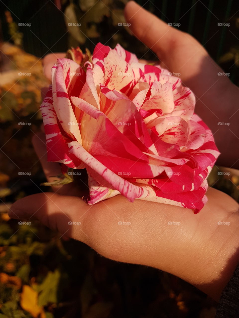 beautiful red and white color rose in girl hands