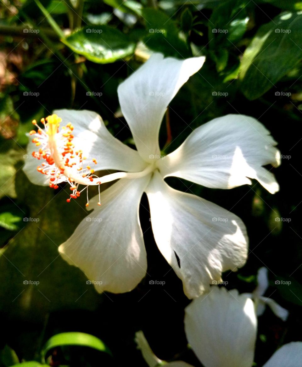 hibiscus