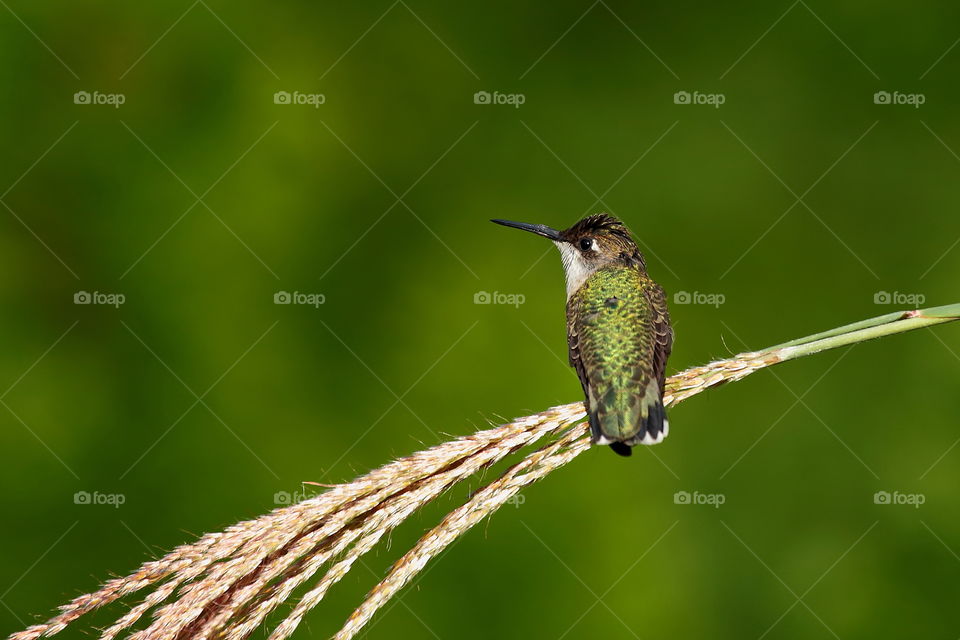 hummingbird