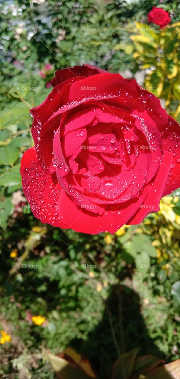 Beautiful Red Rose 1