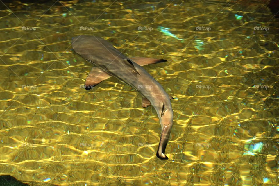 young shark at zoo sri Lanka
