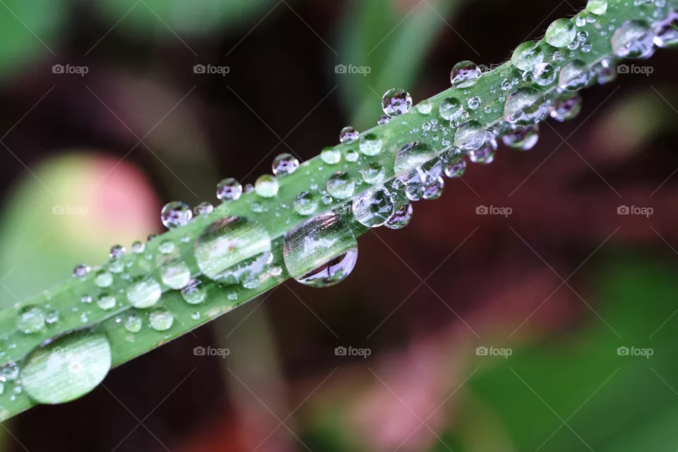 Raindrops