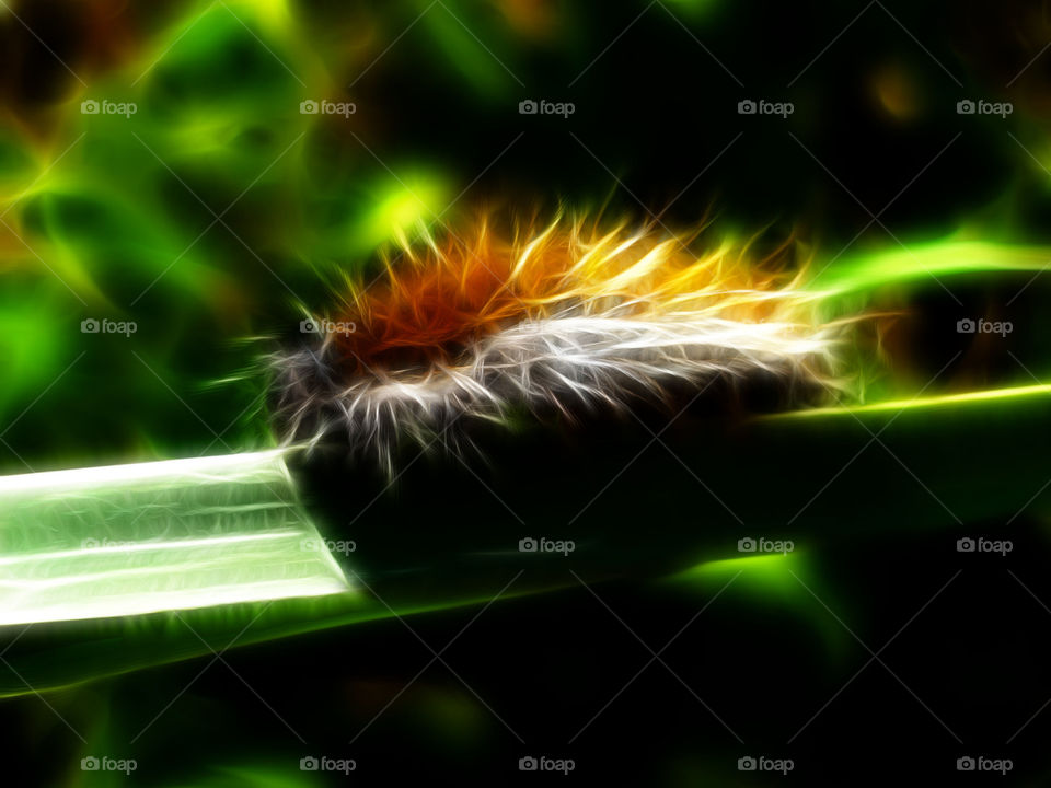 caterpillar walking on fire