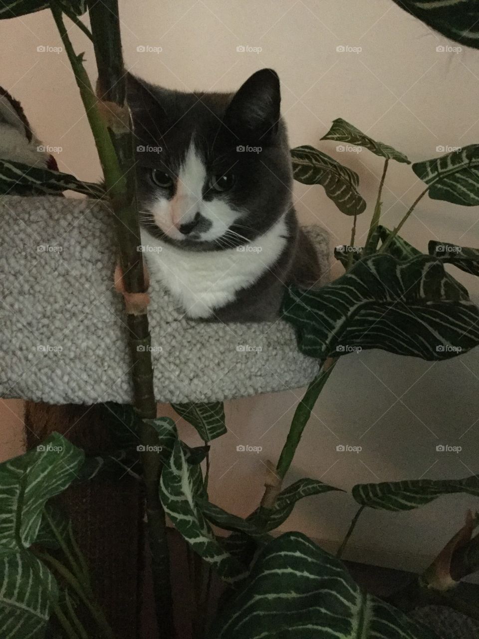 Cat, One, Mammal, No Person, Pet