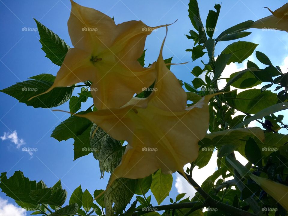 Perspective from below the blooms