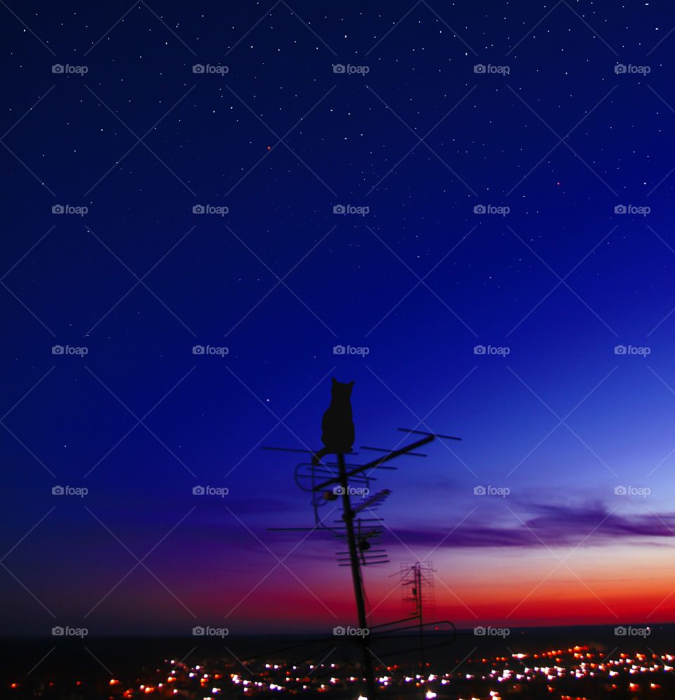 not only humans love night