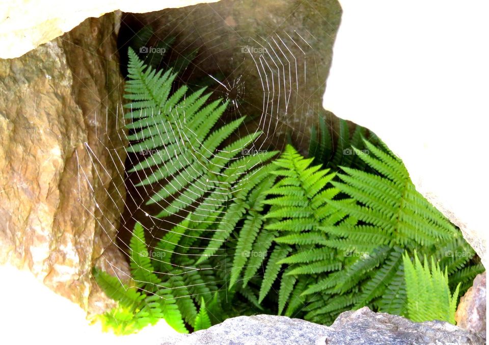 cobweb on fern