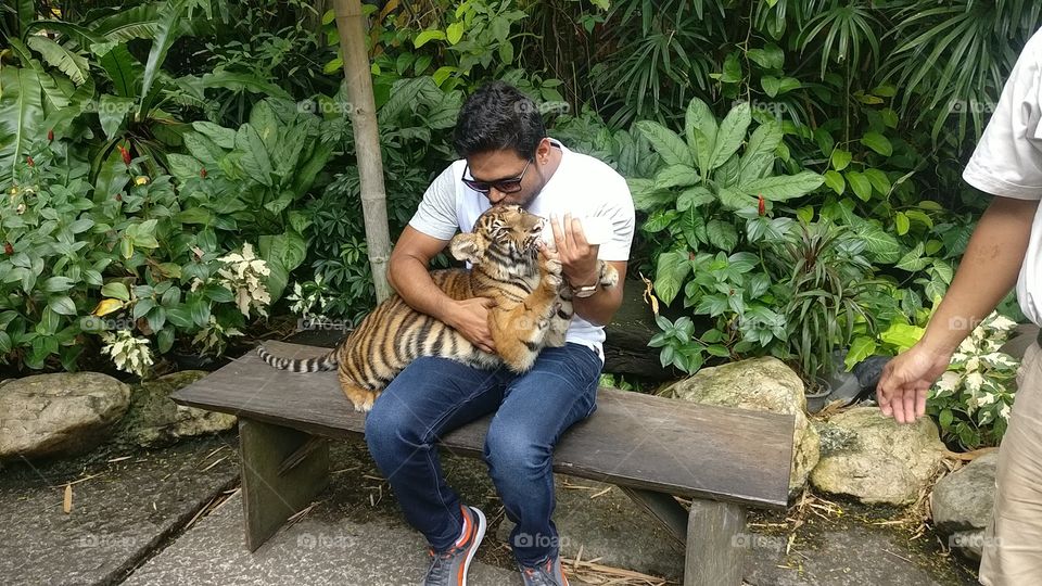 Man feeding tiger