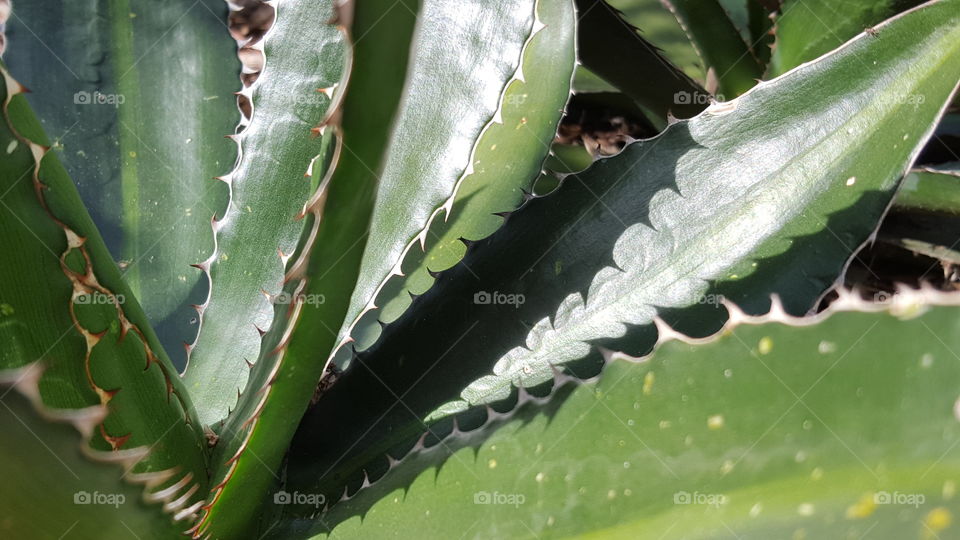 Cactus Closeup