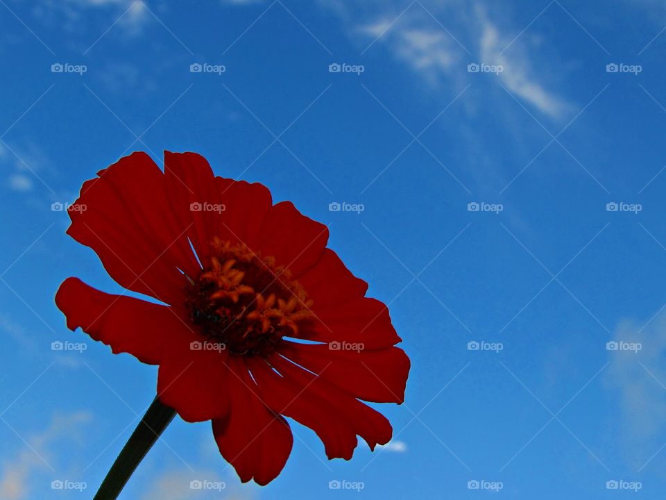 Red flower in the park