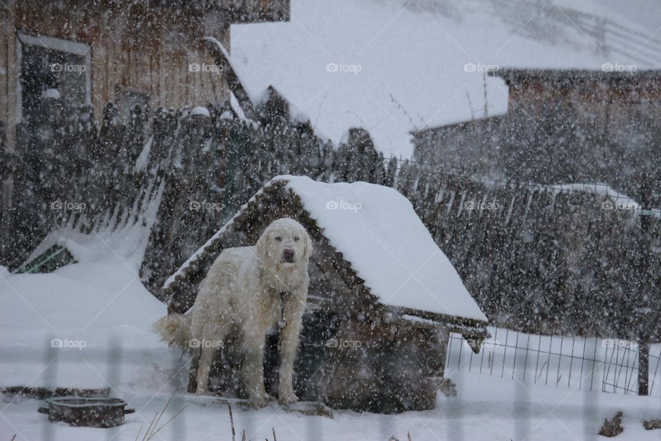 Snowy adventures with our furry friend! ❄️🐾 #WinterFun #HappyPup