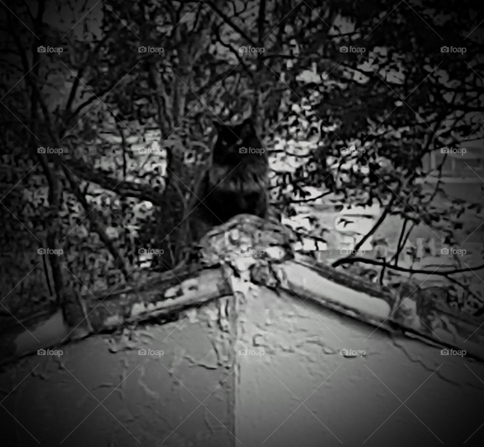 dark cat on the roof