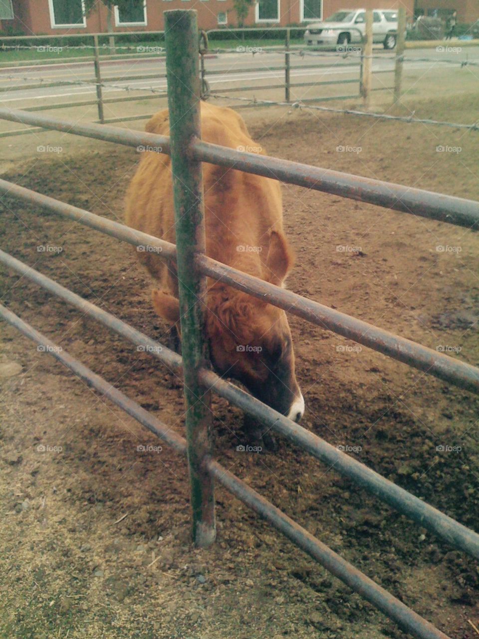 Cow rubbing his head on the fence