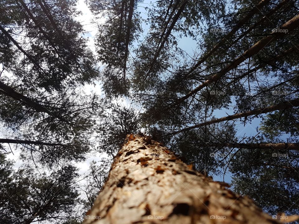 Tree, Wood, Pine, Nature, Landscape