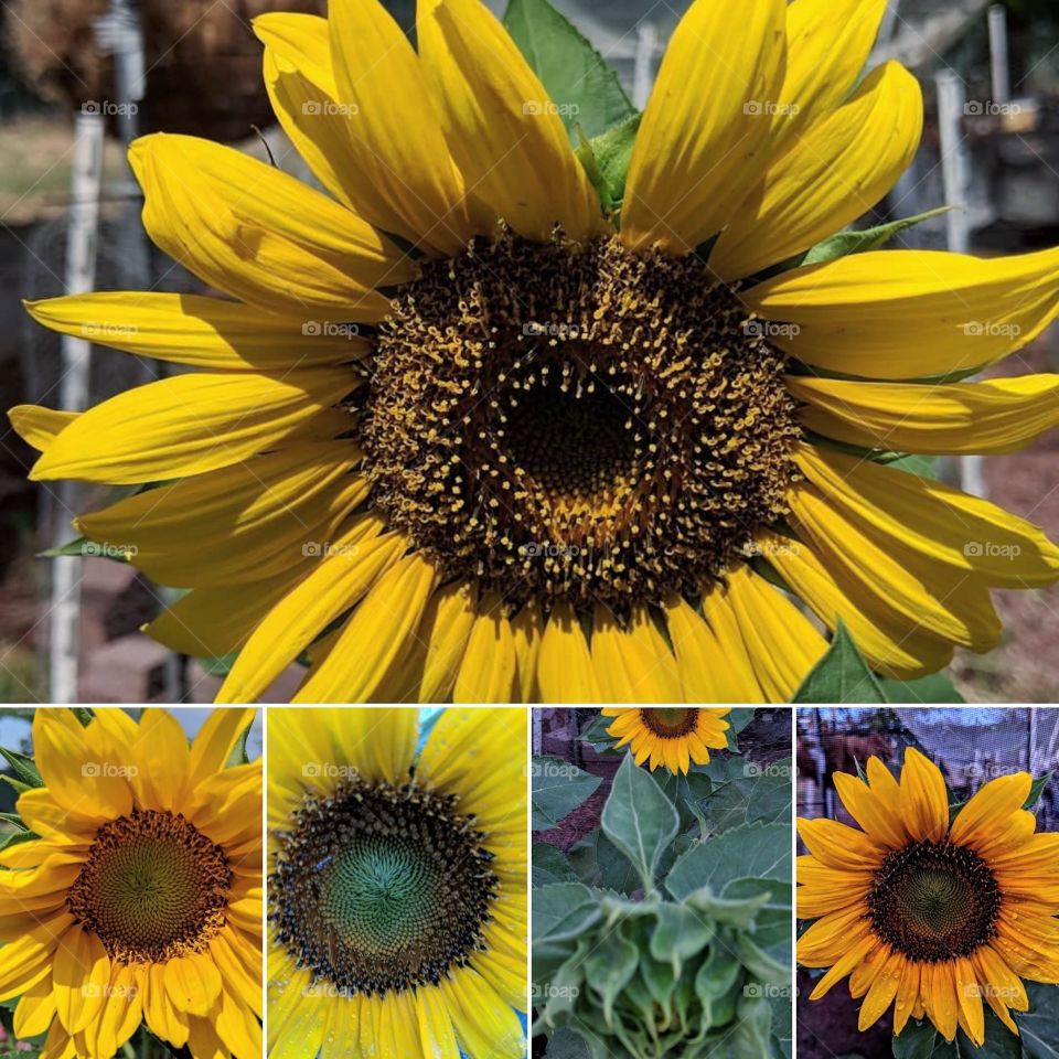 The final stages of my Sunflower