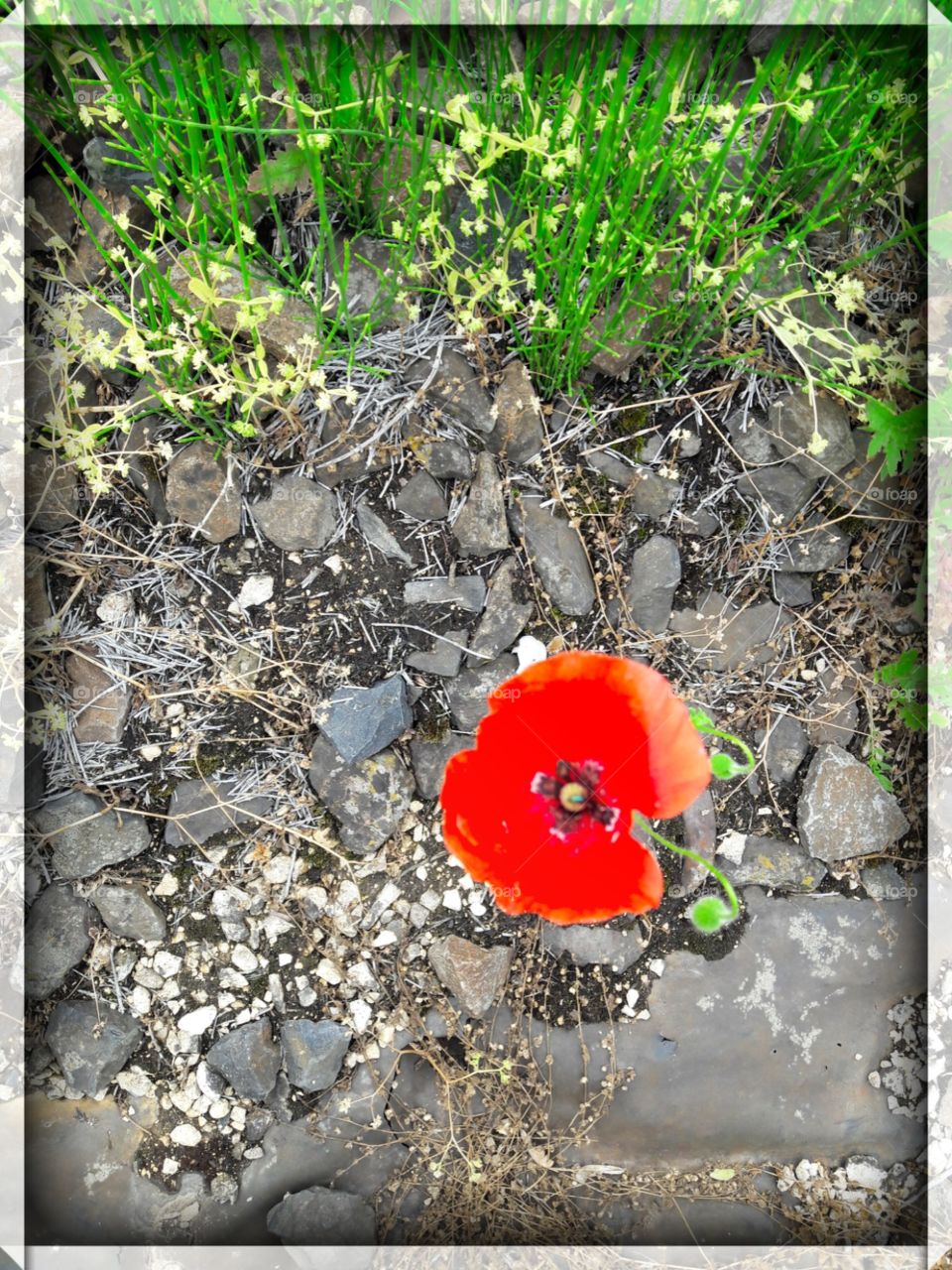 the poppy in railway
