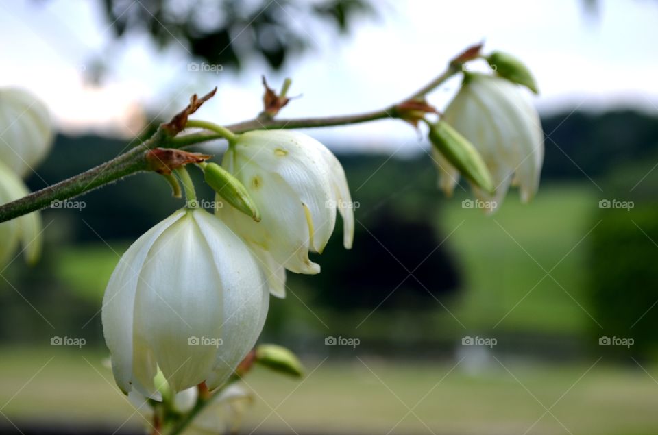 Yucca Flower