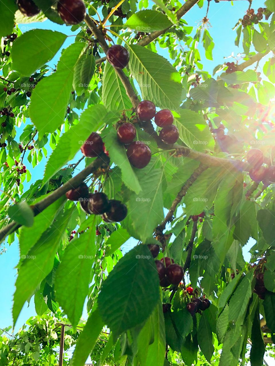 a tree with red cherry and sunlights