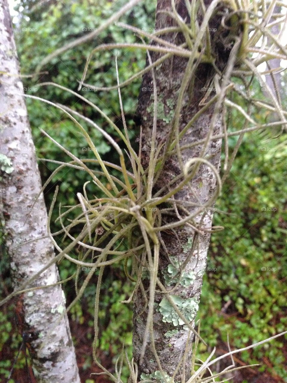Epiphyte