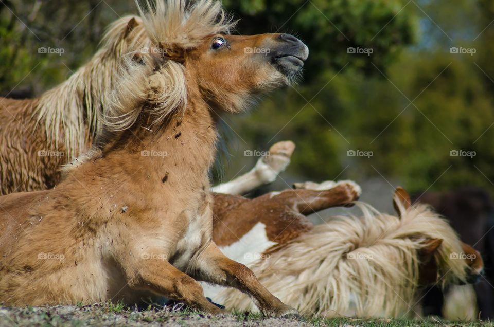 A happy, Hairy, joyful, dirty, brown shetlandpony