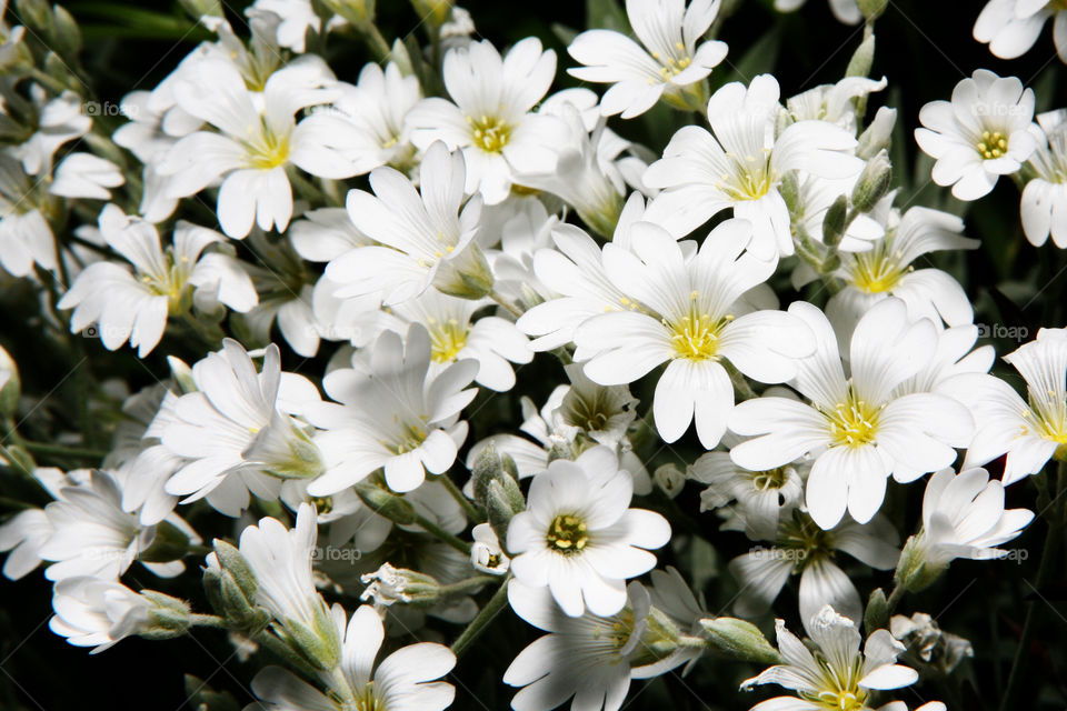 White dianthus flowers 