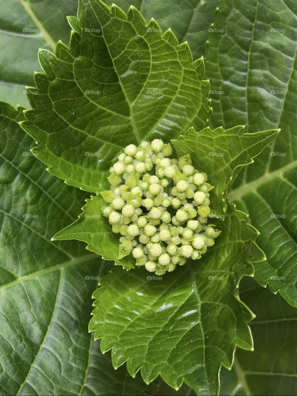 Developing hydrangea buds 