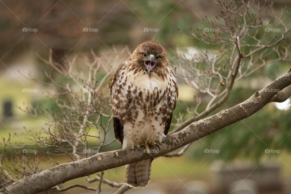 Close-up of a red-tailed Hawk