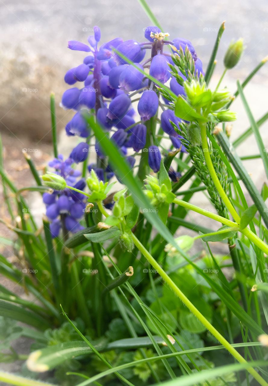 Grape Hyacinth - spring