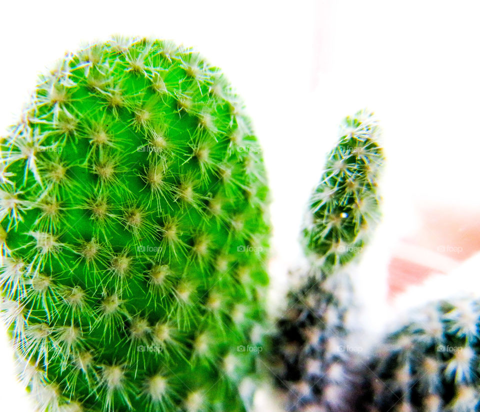 Cactus are awesome.