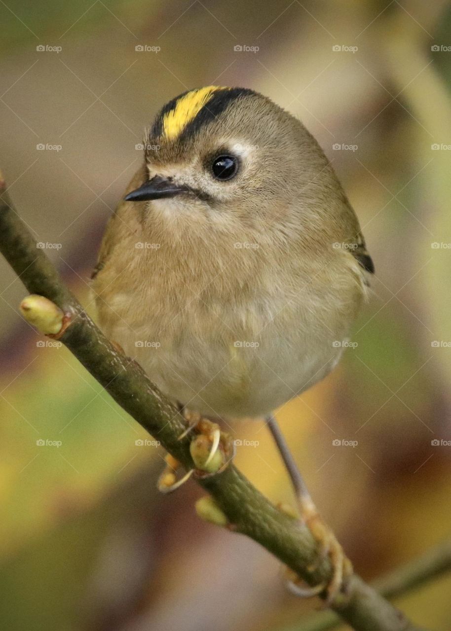 Goldcrest 