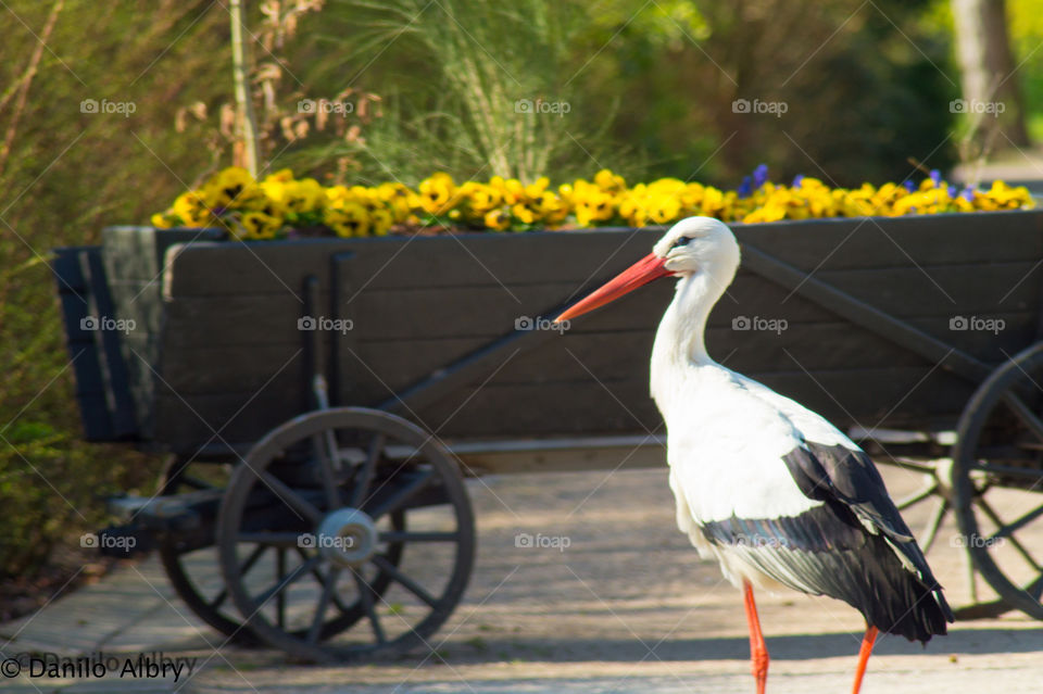 Stork walk into the Park