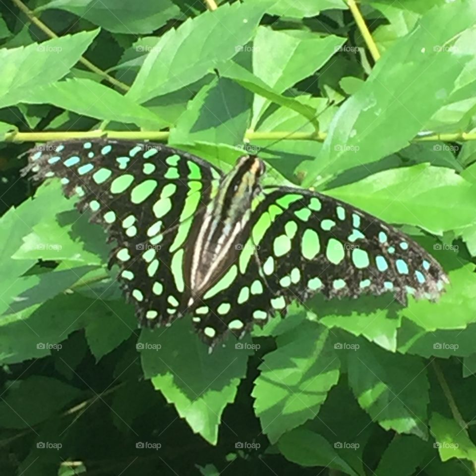 Green patterned butterfly