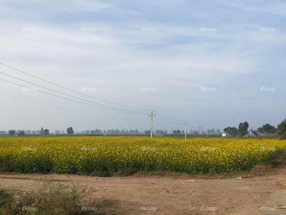 Mustard fields of India captured by me during a peaceful and blissful dayout to a nearby village.✨❤️🌻📸