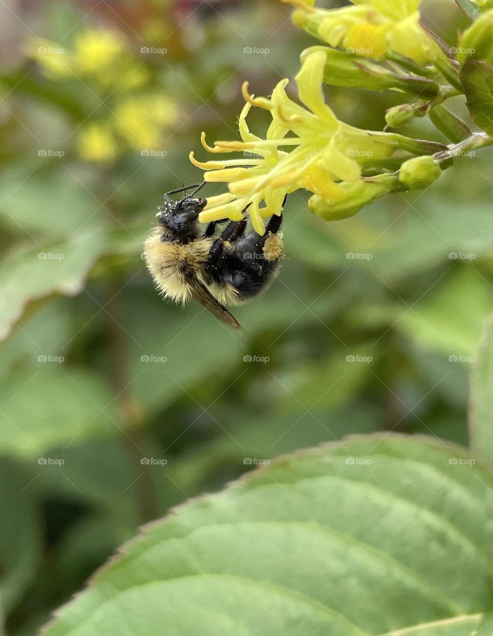Bee 🐝