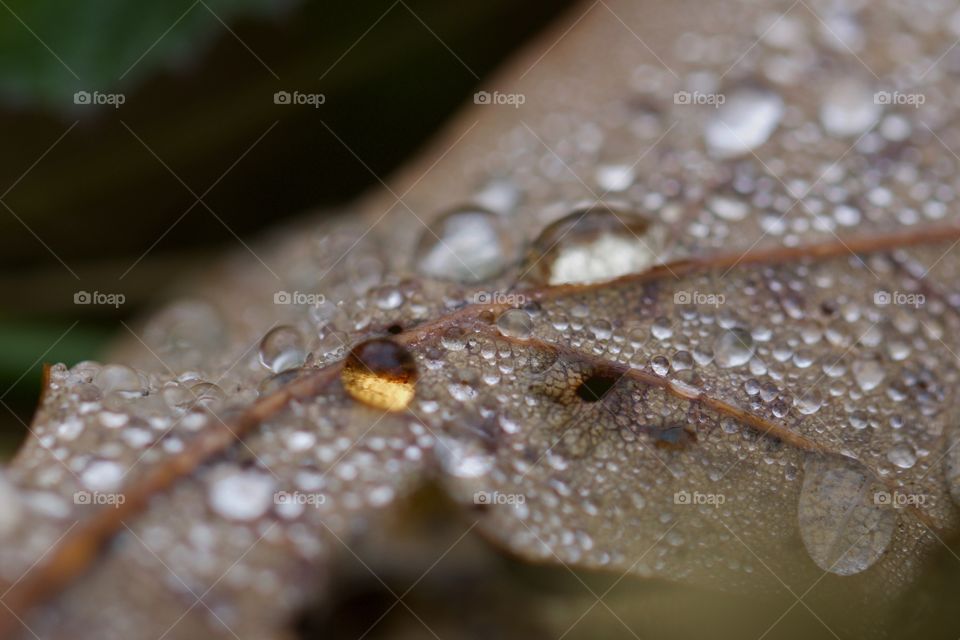Raindrops on the leaf