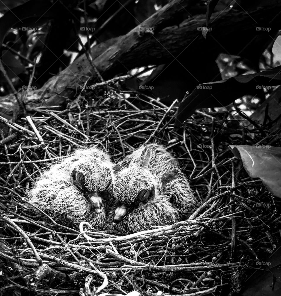 Baby birds in nest snuggling