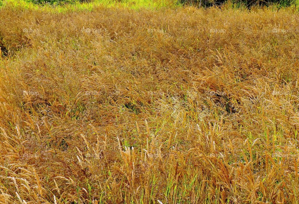 wheat field