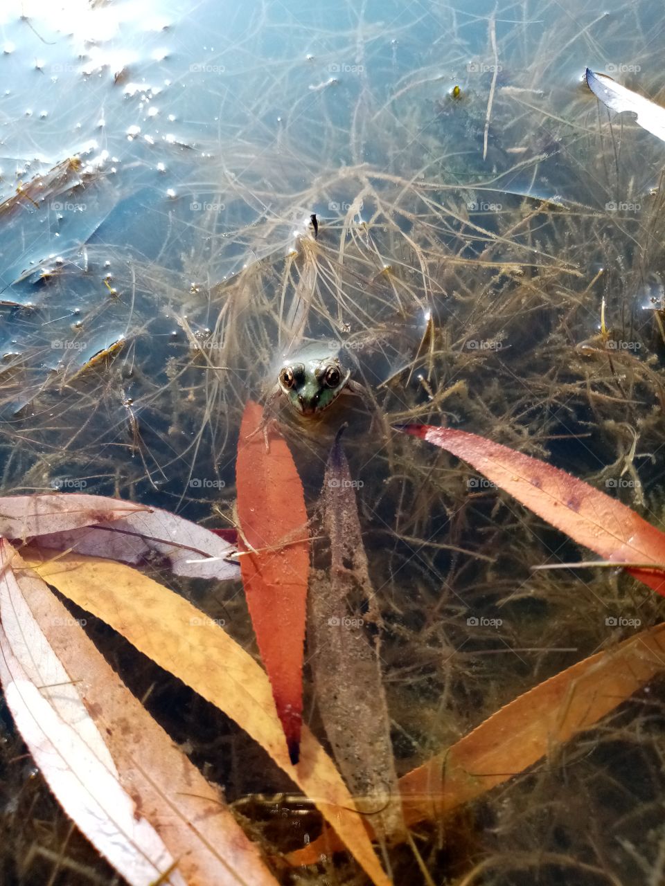 Осенний пруд