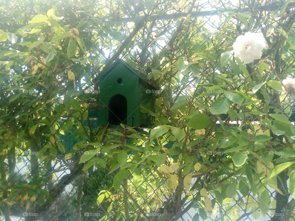 bird house