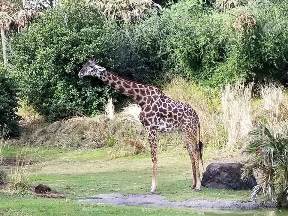 Giraffe on the Safari at Animal Kingdom