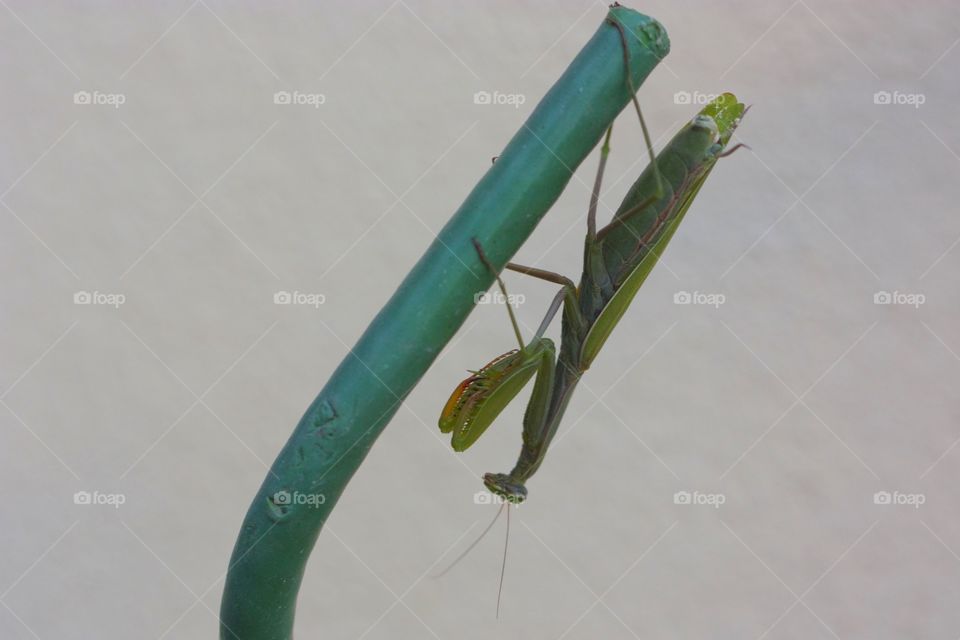 Close-up of praying mantis