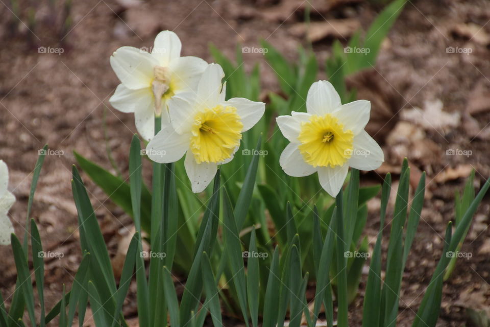 Spring has sprung flowers are Blume white yellow outside beautiful 
