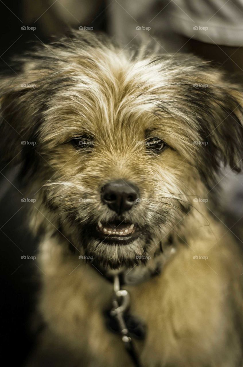 Dog looking at camera