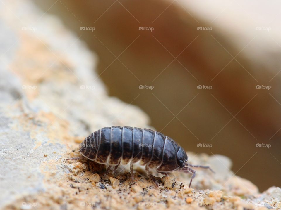 Beautiful macro insect running through rocks