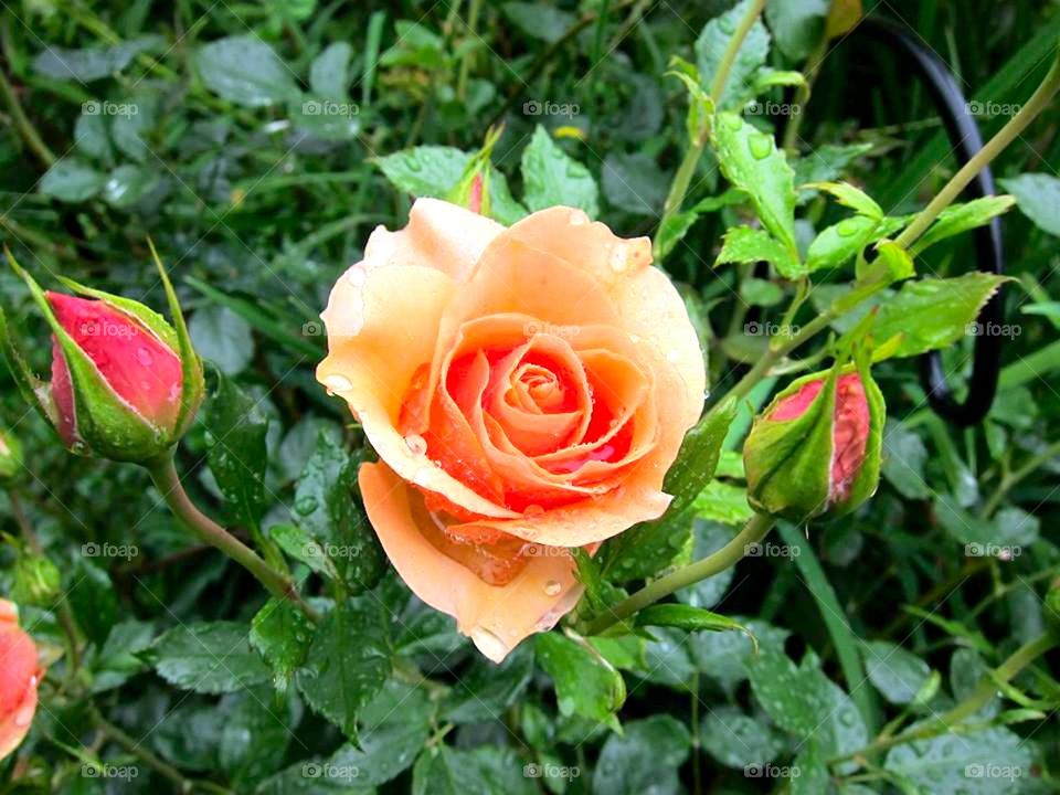 Orange roses 