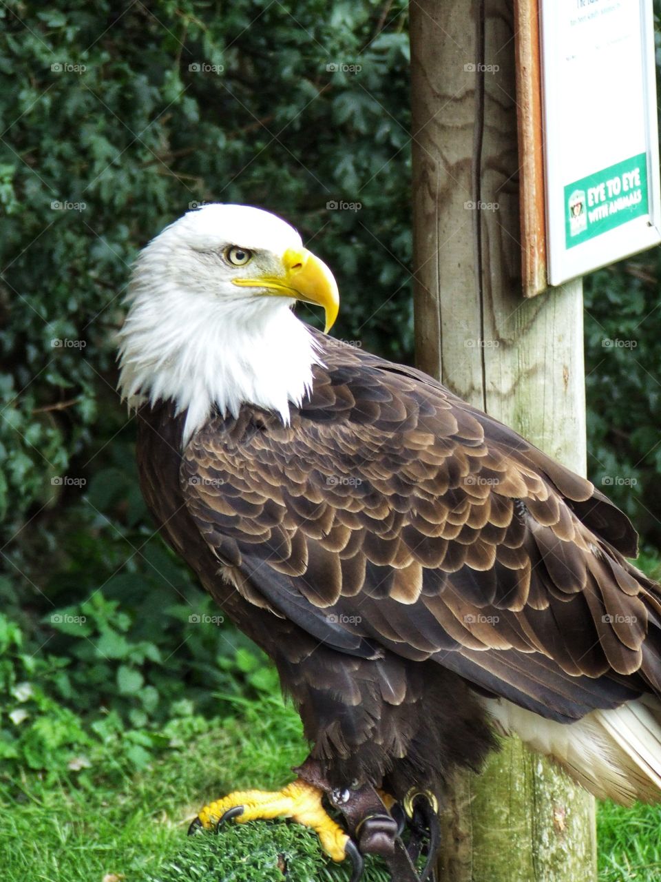 Amazing Powerful Bird